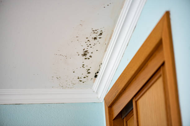 Best Professional Mold Removal  in Lexington Park, MD