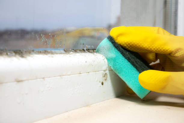 Best Black Mold Removal  in Lexington Park, MD