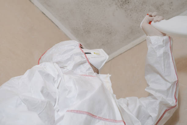 Trusted Lexington Park, MD Mold Removal Experts